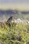 Meadow Pipit, Hoy