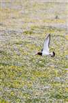 Oyster catcher in flight over Buttercups and Daisies