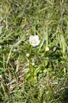 Grass of Parnassus, Hoy, Orkney