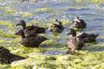 Eider ducks, Orkney