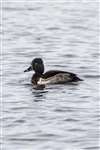 Ring-necked duck, Caerlaverock