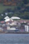Herring Gull dropping a mussel, Great Cumbrae