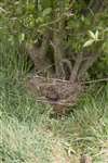 Herring Gull nest