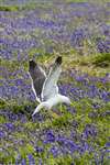 Lesser Black backed gull in Bluebells, Wee Cumbrae