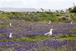 Herring Gull in bluebells, Wee Cumbrae