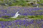 Herring Gull landing in bluebells