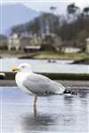 Herring Gull, Millport, Great Cumbrae