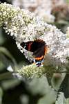 Red Admiral butterfly on white buddleia