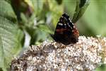 Red Admiral butterfly on white buddleia