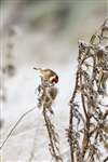 Goldfinch, Perthshire