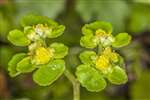 Golden saxifrage, Lochwinnoch