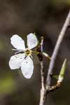 Myrobalan plum blossom, Lochwinnoch