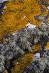 rock with orange green and white lichens