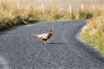 Pheasant crossing road, Langholm Moor