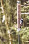 Great spotted woodpecker, Langholm Moor