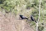 Carrion crow pair in a tree