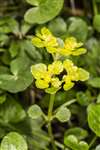 Opposite-leaved Golden saxifrage
