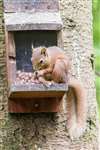 Red squirrel eating nuts on feeder