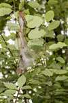 Bird-cherry Ermine Moth web, RSPB Loch Lomond