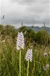 Common spotted orchid, RSPB Loch Lomond