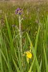 Yellow Flag Iris and Marsh Thistle, RSPB Loch Lomond