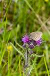 Ringlet butterfly on Marsh Thistle, RSPB Loch Lomond