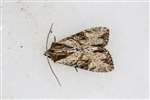 Clouded-bordered brindle moth