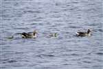 Greylag Goose family on a loch near Northbay, Barra
