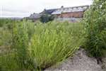 Plant colonisation - Narrow-leaved Ragwort, Clydebank