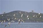 Redshank flock in flight, Eoligarry, Eolaigearraidh, Barra, Barraigh