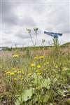 Hawkweed, Coltsfoot leaves and the Titan Crane