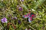 Six-spot Burnet Moth, Traigh Mhor, Barra, Barraigh