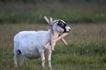Sheep with wooden collar to prevent escape through fence, Barra, Barraigh