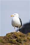 Greater Black-backed Gull, Flodaigh, Barra, Barraigh