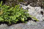 low-growing Juniper on Vatersay, Bhatarsaigh, Barra, Barraigh