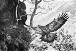 C E Palmar - Golden Eagle returning to eyrie, wings outstretched