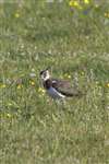 Lapwing, South Uist