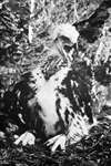 C E Palmar - Golden Eaglet 5 to 5½ weeks old with beak open