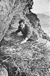 C E Palmar - Charlie at typical crag eyrie of Golden Eagle 1951