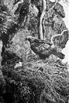 C E Palmar - Golden Eagle on eyrie with downy eaglet
