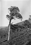 C E Palmar - A record Golden Eagle scots pine tree eyrie 19 feet