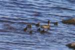 Tufted Duck and ducklings, South Uist