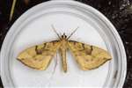 Barred Straw moth, Kennetpans bioblitz 2016