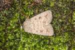 Mottled Rustic moth, Kennetpans bioblitz 2016