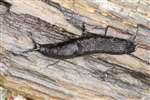 Black slug, Kennetpans bioblitz 2016