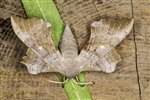 Poplar Hawk Moth, Kennetpans bioblitz 2016