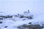 mountain hares running away across snow, Glenshee