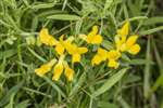 Meadow Vetchling, Skinflats