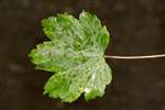 Mite galls on sycamore leaf