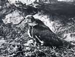 C E Palmar Golden Eagle - 7 week old eaglet threat display - 195